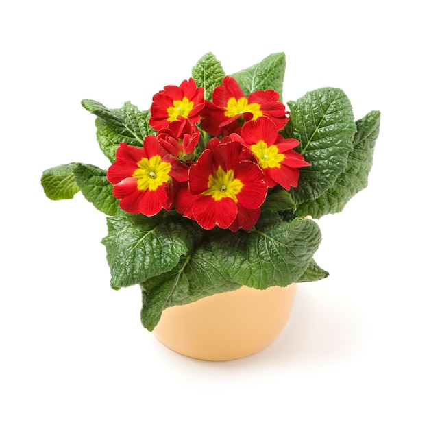 Red primrose in ceramic pot