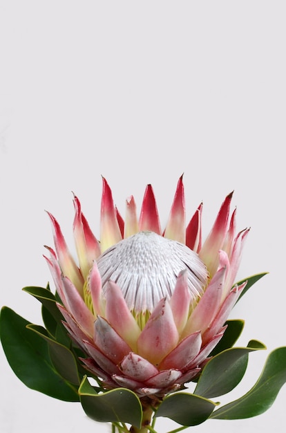 Red protea flower bunch on a white isolated background. Closeup. For design. Nature.