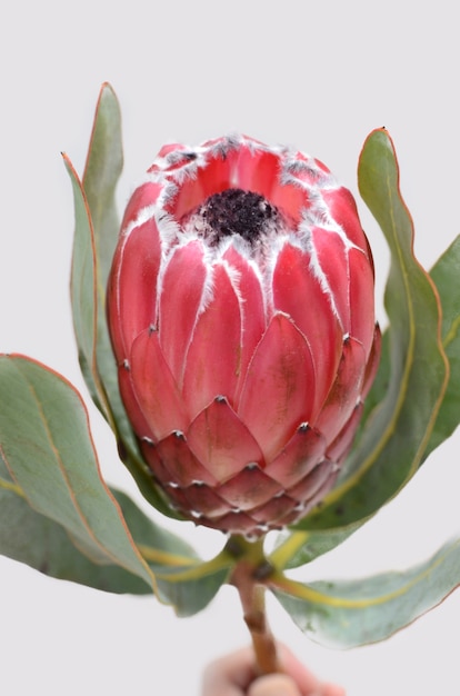 Red protea flower isolated on a white  background