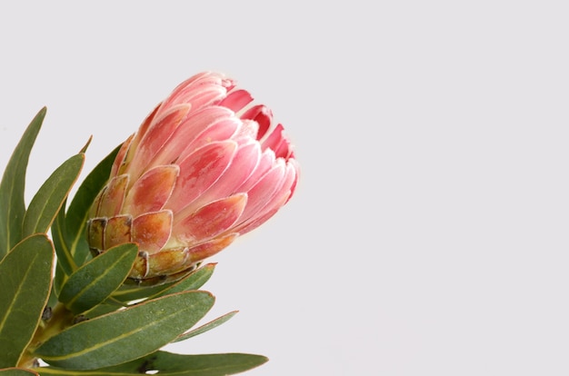 Red protea flower isolated on a white  background