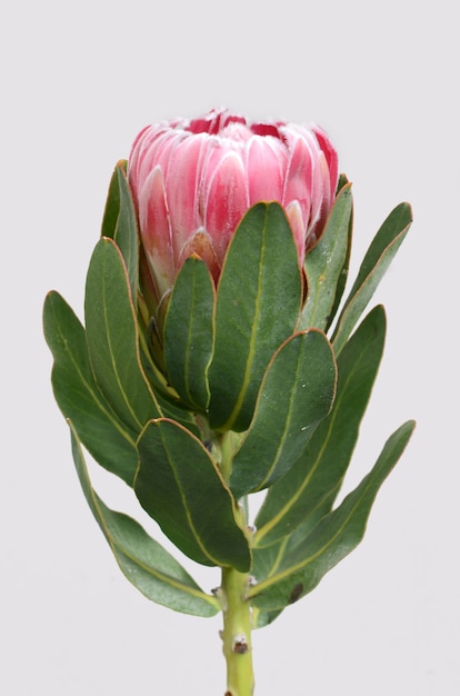 Red protea flower isolated on a white  background