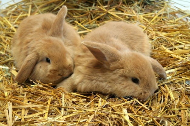 Red rabbit mother with children on a straw background, Year of the Rabbit