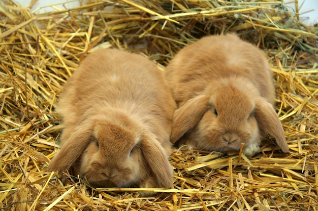 Red rabbit mother with children on a straw background, Year of the Rabbit