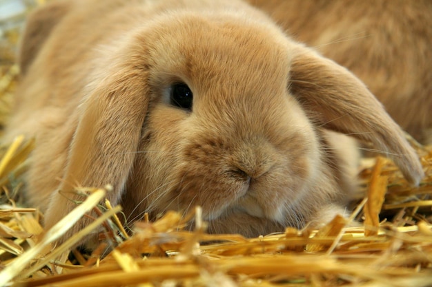 Red rabbit mother with children on a straw background, Year of the Rabbit