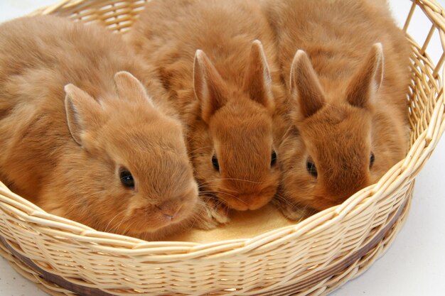 Red rabbit mother with children in a wicker basket on a white background, Year of the Rabbit