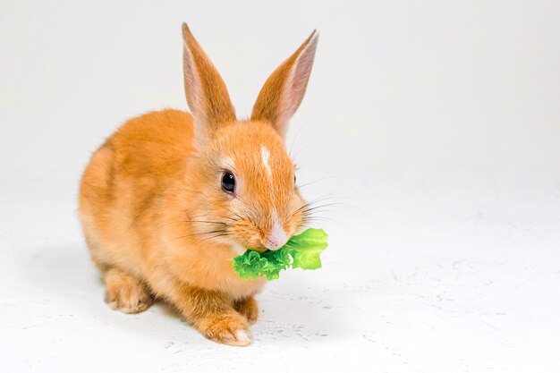 Red rabbit sits on a white background and eats a green leaf of lettuce