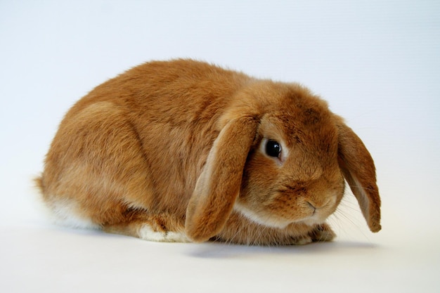 Red rabbit on a white background, Year of the Rabbit