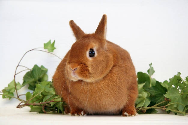 Red rabbit on a white background, Year of the Rabbit