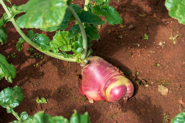 Red radish growing in the garden.