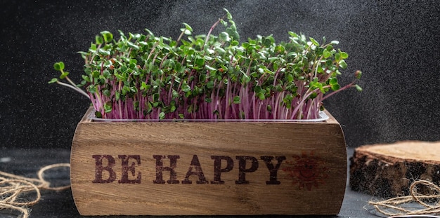 Red radish microgreens in wooden box at home Vegan and healthy eating concept