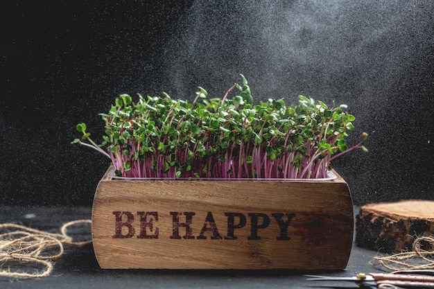 Red radish microgreens in wooden box at home Vegan and healthy eating concept