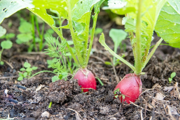 Red radish plant in soil. Radish growing in the garden bed.