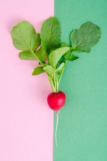 Red radish on plate. Vegetarian food concept, layout, menu. 