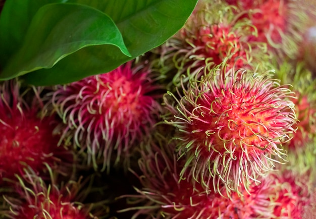 Red rambutans fresh fruit by agriculture good nutrition and taste in summer season