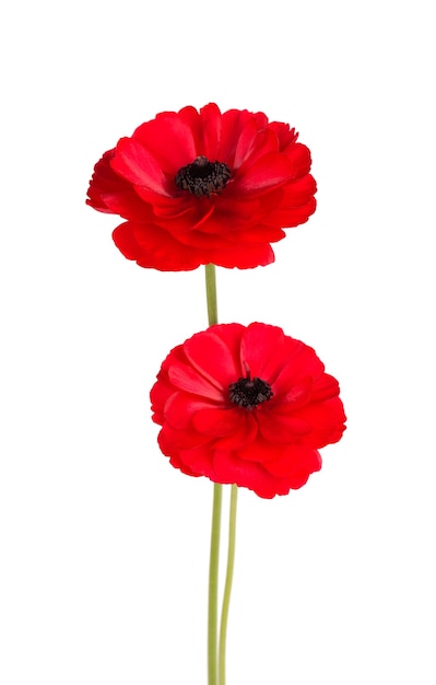 Red ranunculus asiaticus flower isolated on white background. Persian buttercup. Beautiful summer flowers.