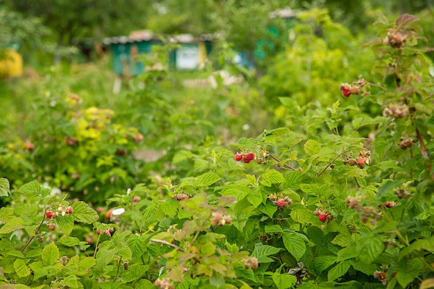 Red raspberries on a bush in the garden