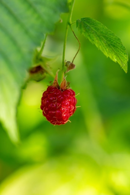 Red raspberries on a green background on a sunny summer day macro photography