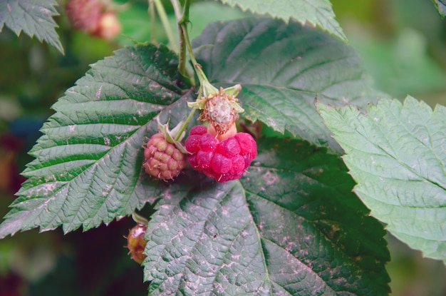 Red raspberries and green leaves in garden closeup branch of ripe raspberries in a garden