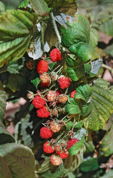 Red raspberries growing in the garden