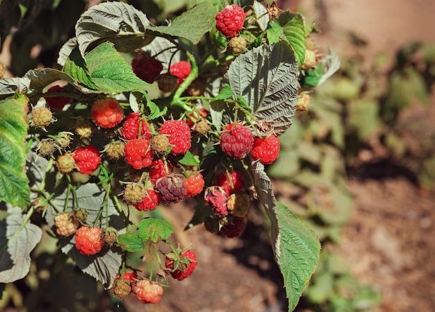 Red raspberries growing in the garden