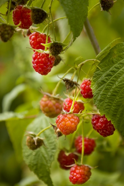 Red raspberry berries on a branch Selective focus