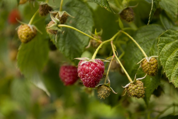 Red raspberry berries on a branch Selective focus