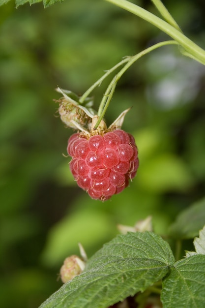 Red raspberry fruit