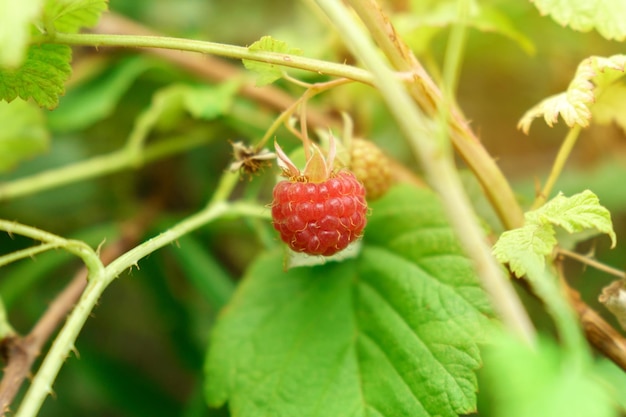 Red raspberry in garden Branch of ripe raspberries close up Selective focus