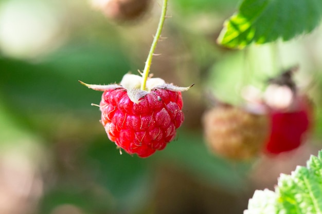 Red raspberry Rubus idaeus close up, red forest berries