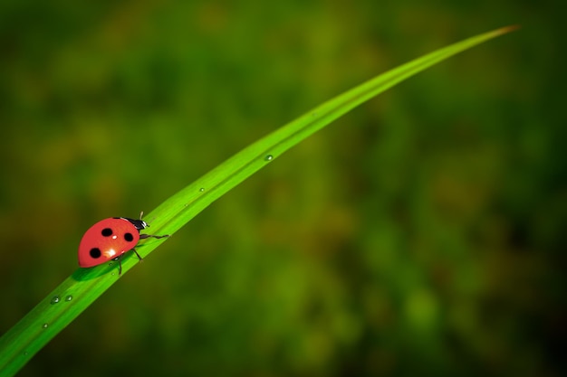 Red Realistic Beautiful Ladybird Walking on Green Grass Leaf in the Morning 3d Rendering