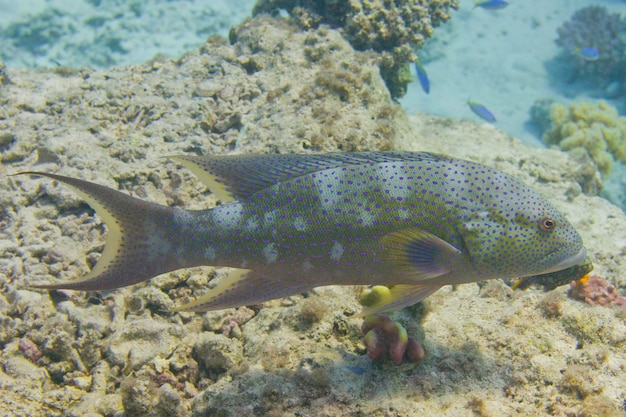 Red reef grouper fish looking at you