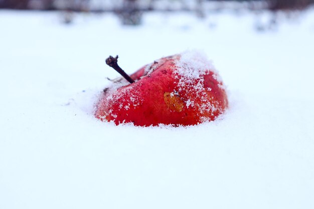 Red ripe apple among the fallen snow on an autumn day closeup