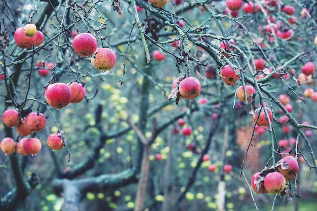 Red ripe apples on apple trees in the orchard