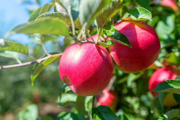 Red Ripe Apples in Orchard, Apple Tree 