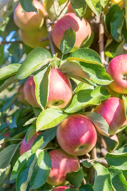 Red Ripe Apples in Orchard, Apple Tree 