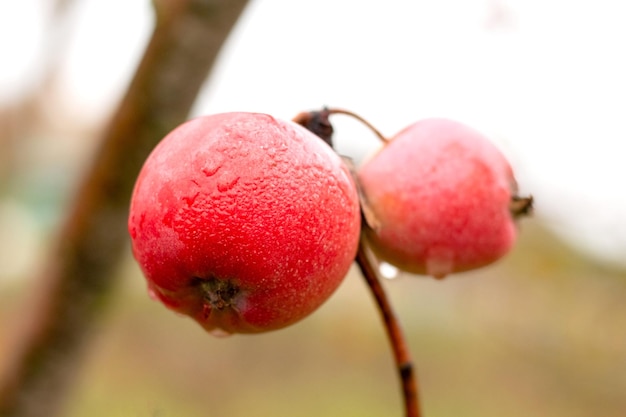 Red ripe apples with raindrops on a tree on a blurred background