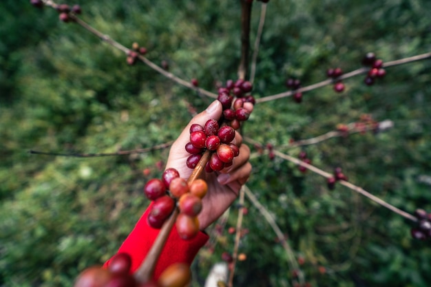 Photo red ripe arabica coffee under the canopy of trees in the forest,agriculture hand picking coffee