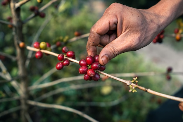 Red ripe arabica coffee under the canopy of trees in the forest,Agriculture hand picking coffee