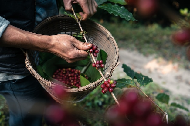 Red ripe arabica coffee under the canopy of trees in the forest,Agriculture hand picking coffee