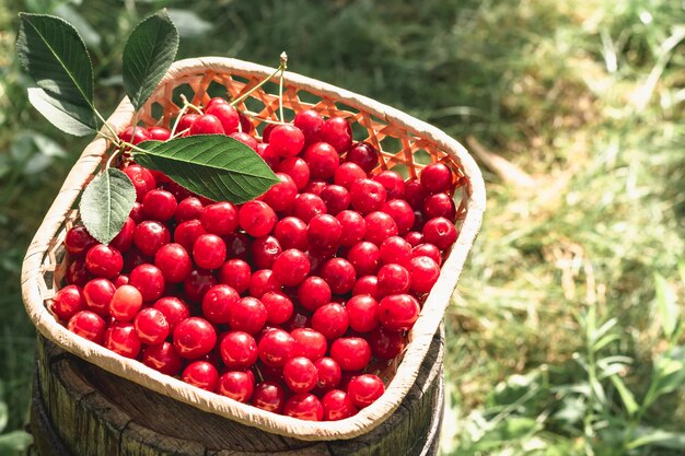 Red ripe cherries. Berries in a basket. Horizontal photo.