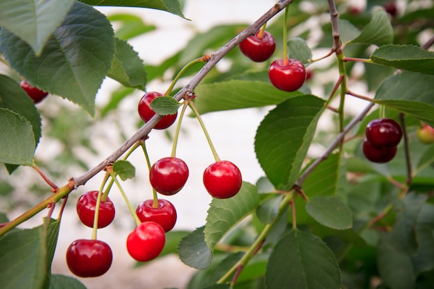 Red ripe cherries on a tree in front of green leaves with a blurred background on a summer day.