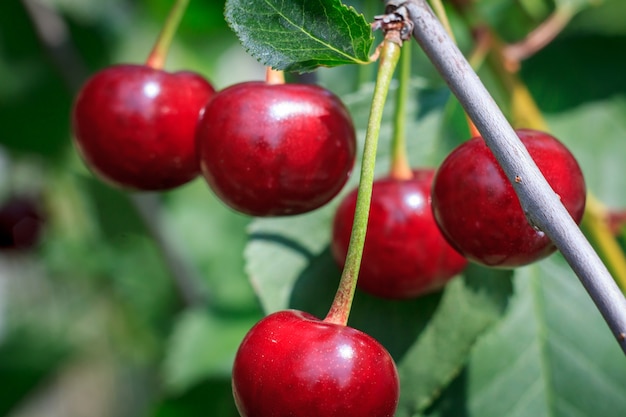 Red ripe cherries on a tree in front of green leaves with a blurred background on a summer day.