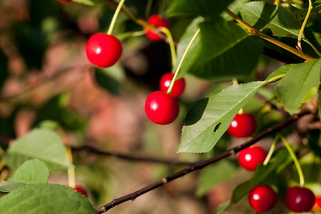 Red ripe cherry on the branches of a cherry fruit tree