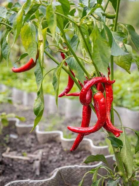 Red ripe chili peppers on the garden bed Homegrown organic food capsicum or paprika peppers ripening in the garden