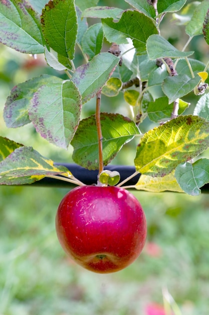 Red ripe fruit Apple