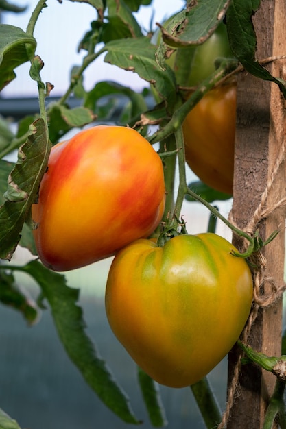 Red ripe and green large tomatoes on a bush in a greenhouse