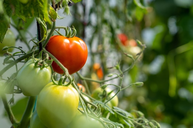 Red ripe and green large tomatoes on a bush in a greenhouse