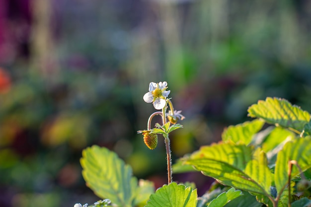 Red, ripe, juicy strawberries in the garden. Berry flowers.