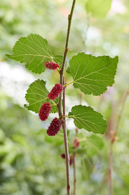 Red ripe mulberry on the tree in the garden The fruit has a sweet and sour taste