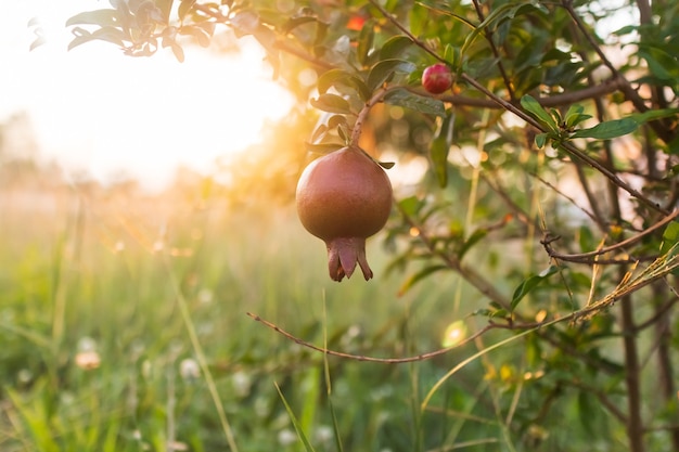 Red ripe pomegranate fruit on tree branch in the garden. Colorful image with place for text, close up. Rosh-haShana - Israeli New Year symbol